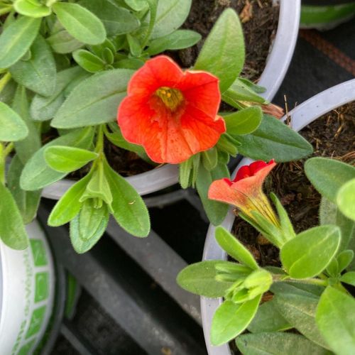 Calibrachoa Callie Orange