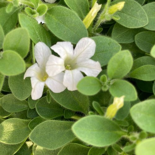 Petunia Retombant Itsy White