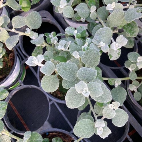 Helichrysum Lanatum Silver Leaf