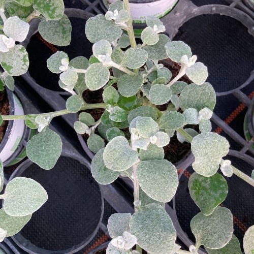 Helichrysum Lanatum Silver Leaf