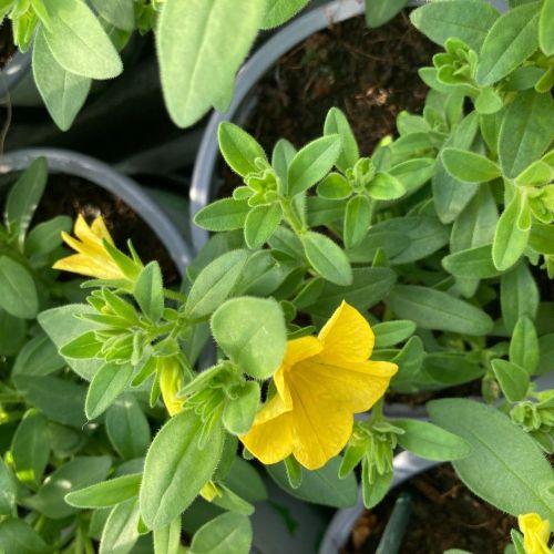 Calibrachoa Callie Hybrida Deep Yellow