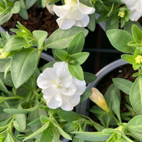 Calibrachoa Retombant Mini Famous Uno Double White 22