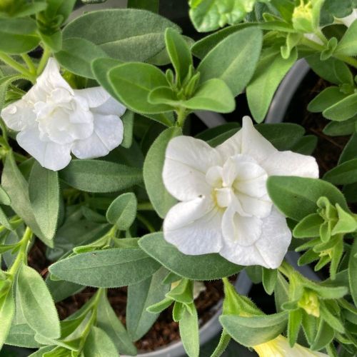 Calibrachoa Retombant Mini Famous Uno Double White 22