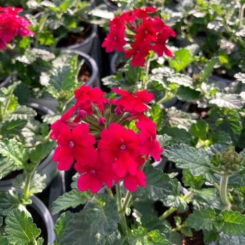 Verveine Hybrida Lanai Early Deep Red