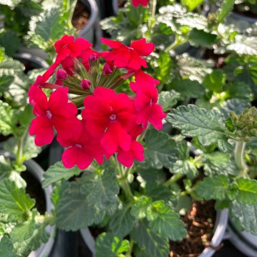Verveine Hybrida Lanai Early Deep Red