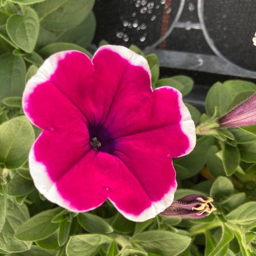 Pétunia Surfinia Retombant Sanguna Picotee Rouge Et Blanc