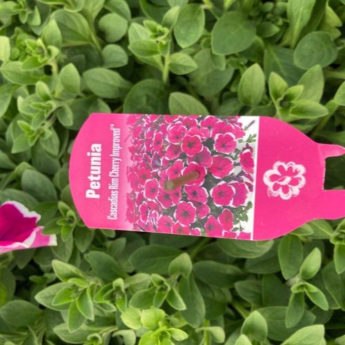 Pétunia Surfinia Retombant Sanguna Picotee Rouge Et Blanc
