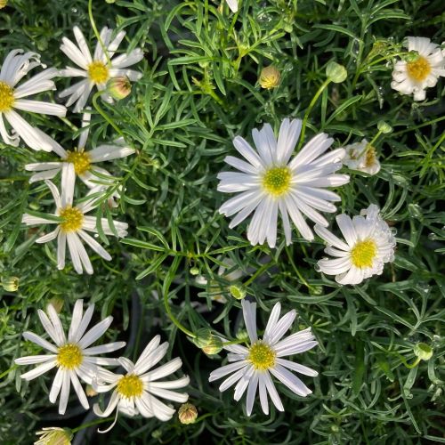 Brachyscome Surdaisy White