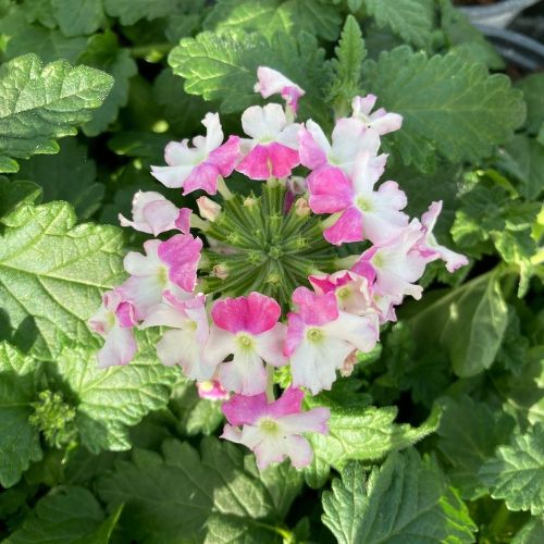 Verveine Retombante Lanai Twister Blue