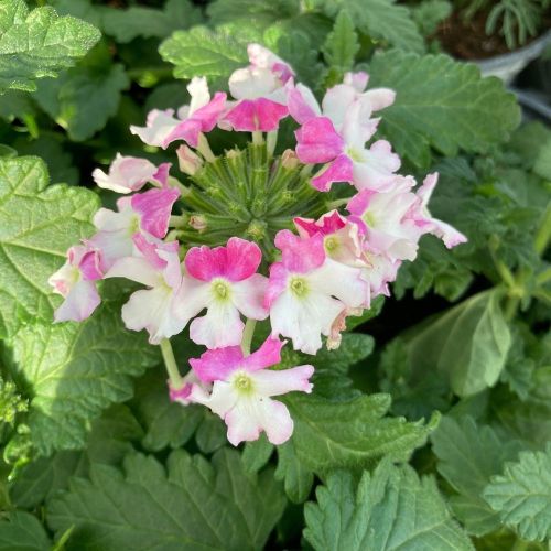 Verveine Retombante Lanai Twister Blue