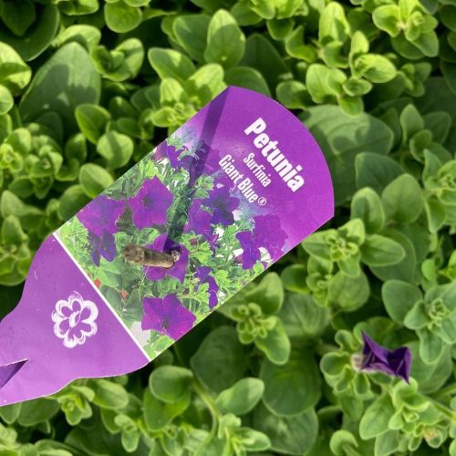 Petunia Retombant Surfinia Giant Blue