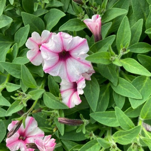 Pétunia Surfinia Retombant Mini Vista Star Rose