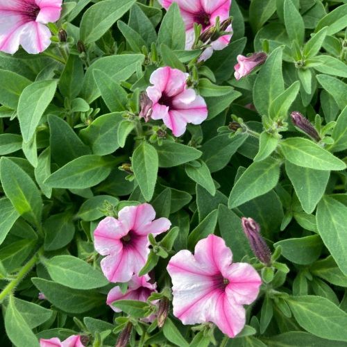 Pétunia Surfinia Retombant Mini Vista Star Rose