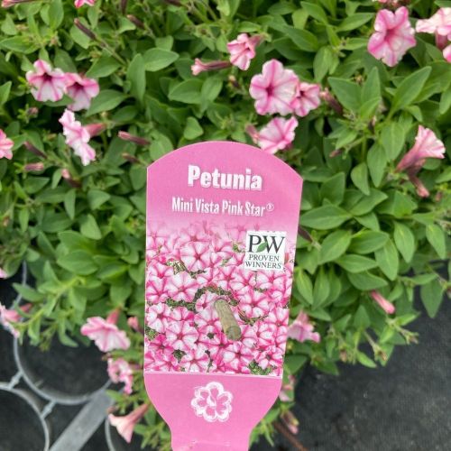 Pétunia Surfinia Retombant Mini Vista Star Rose