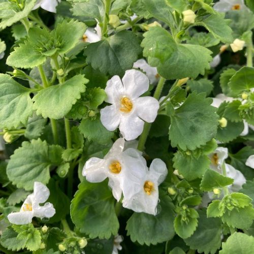 Bacopa Gulliver Dynamic White
