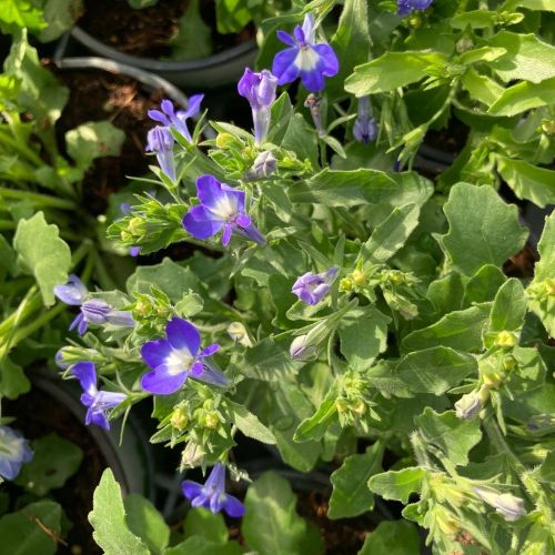 Lobelia Hot Bavaria