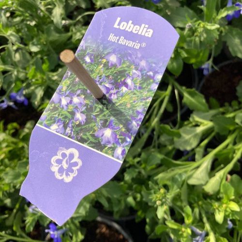 Lobelia Hot Bavaria