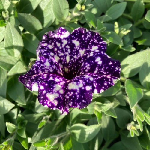 Petunia Night Family Night Sky
