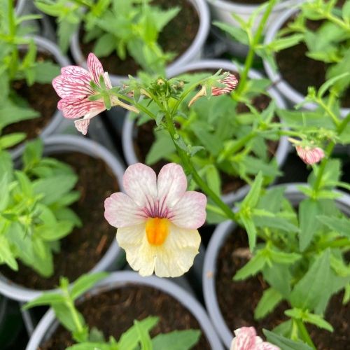 Nemesia Retombant Sunsatia Plus Lychee