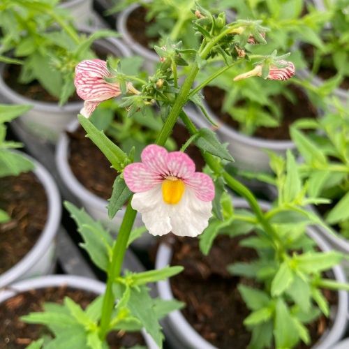 Nemesia Retombant Sunsatia Plus Lychee