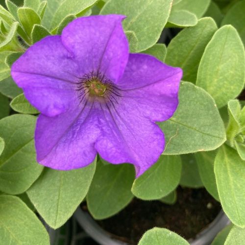 Petunia Surfinia Heavenly Blue