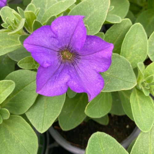 Petunia Surfinia Heavenly Blue