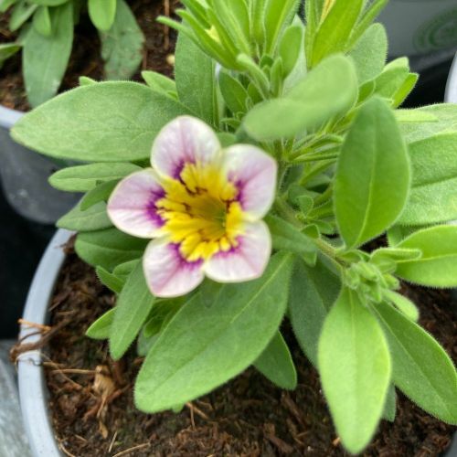 Calibrachoa Tik Tok Crystal Mauve Orangé