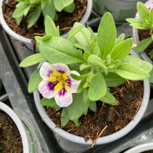 Calibrachoa Tik Tok Crystal Mauve Orangé