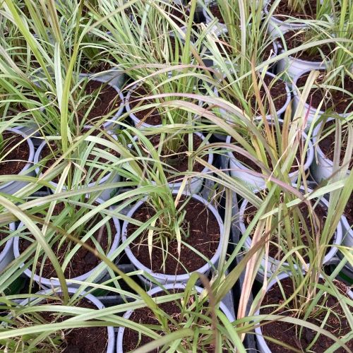 Pennisetum Rubrum Herbe Aux Écouvillons Pourpres