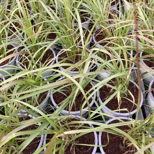 Pennisetum Rubrum Herbe Aux Écouvillons Pourpres