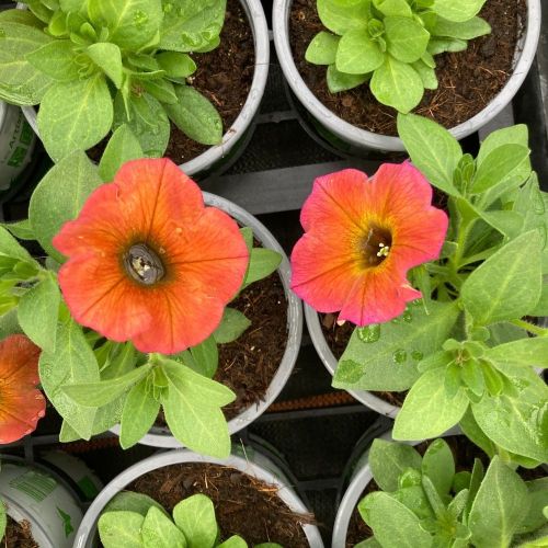 Petunia Cascadias Indian Summer