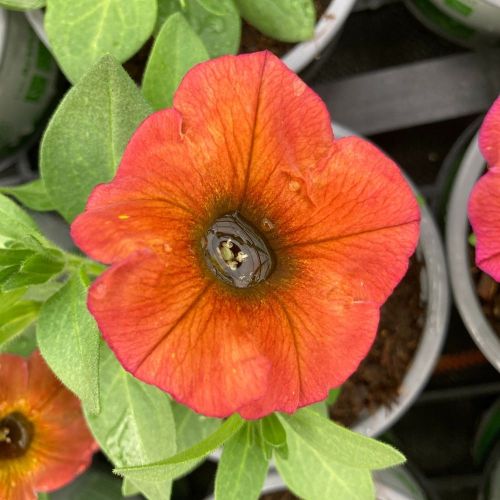 Petunia Cascadias Indian Summer
