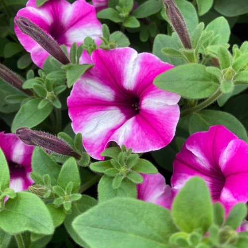 Pétunia Surfinia Retombant Raspberry Star Rose Et Blanc