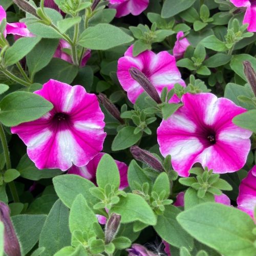 Pétunia Surfinia Retombant Raspberry Star Rose Et Blanc