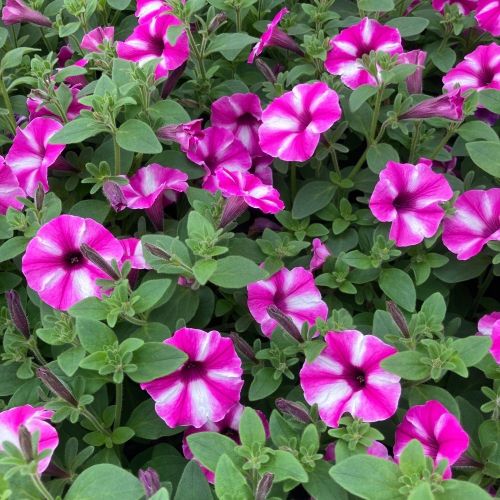 Pétunia Surfinia Retombant Raspberry Star Rose Et Blanc
