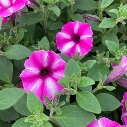 Pétunia Surfinia Retombant Raspberry Star Rose Et Blanc