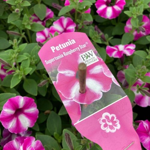 Pétunia Surfinia Retombant Raspberry Star Rose Et Blanc
