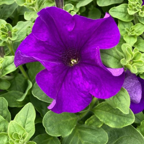 Petunia Retombant Surfinia Giant Blue