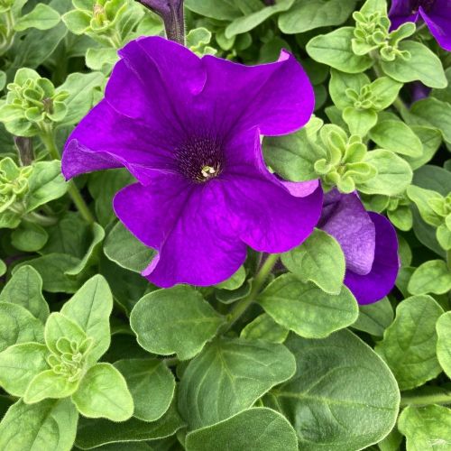 Petunia Retombant Surfinia Giant Blue