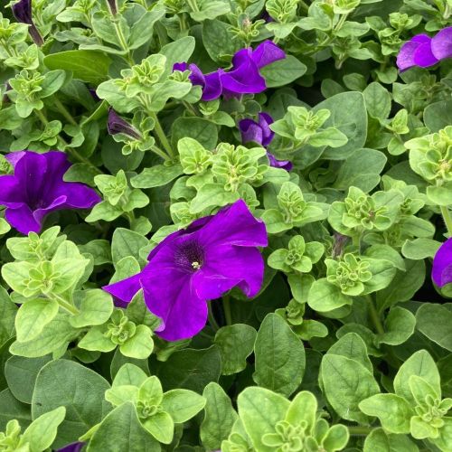 Petunia Retombant Surfinia Giant Blue