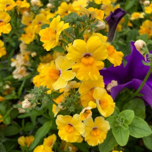Nemesia Retombant Elph Yellow