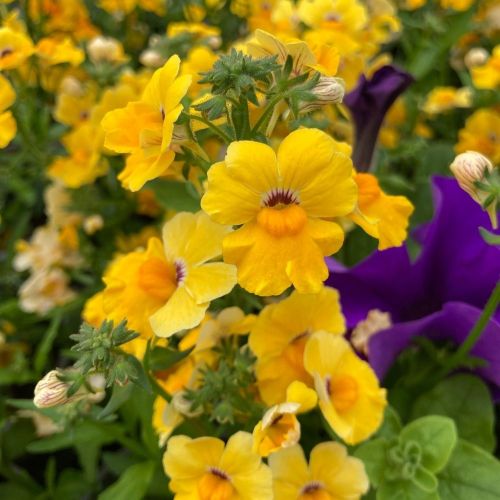 Nemesia Retombant Elph Yellow
