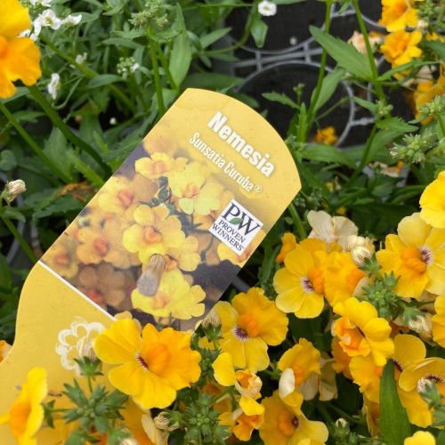 Nemesia Retombant Elph Yellow