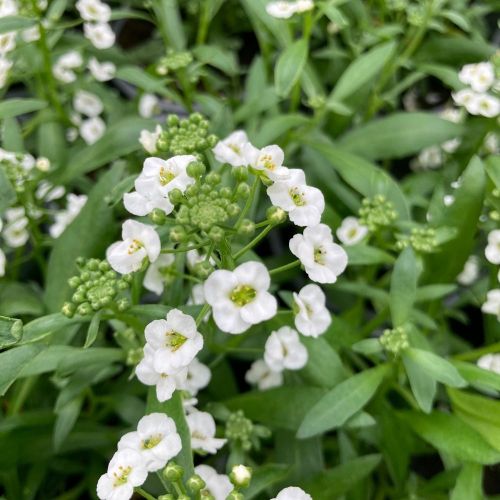 Alysse De Bouture White Stream