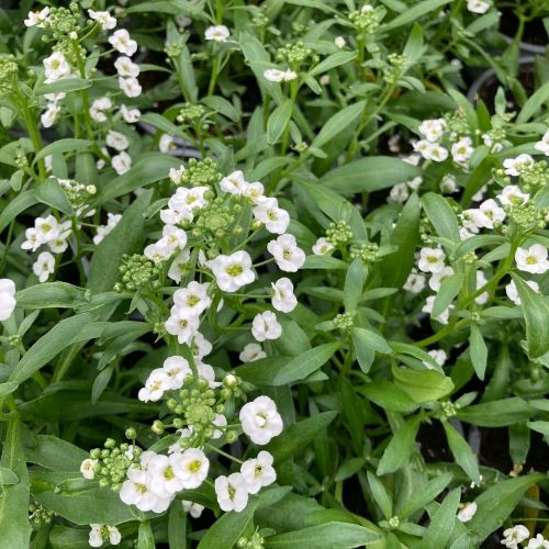 Alysse De Bouture White Stream