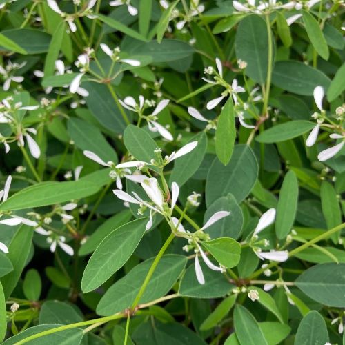Euphorbia Hypericifolia Diwali Shower