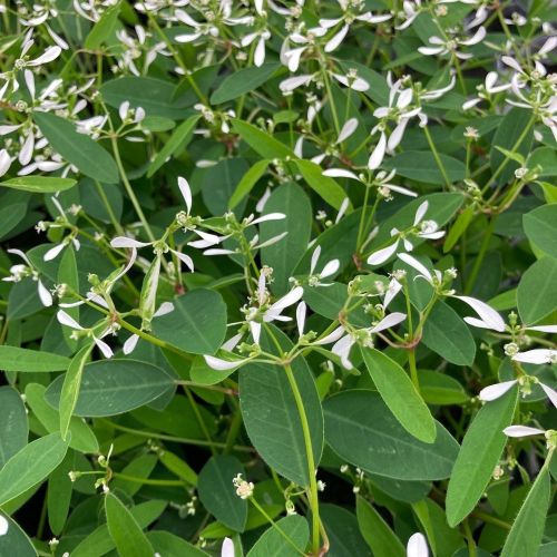 Euphorbia Hypericifolia Diwali Shower
