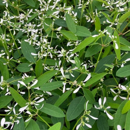 Euphorbia Hypericifolia Diwali Shower