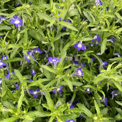 Lobelia Hot Bavaria