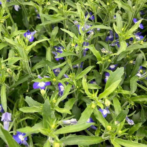 Lobelia Hot Bavaria